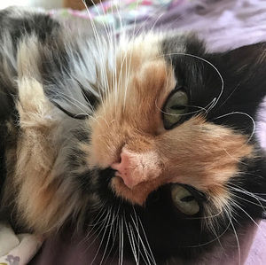 Meet your Posher, Sami